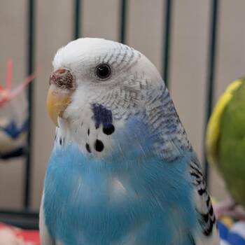 Parakeet Birds Available for Adoption in Kanab, Utah - Maggie | PetCurious