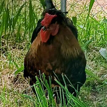 Bowser -  Chicken Bird for Adoption in Fairport, New York - Bowser | PetCurious