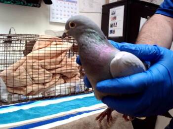 Pigeon Birds Available for Adoption in Martinez, California - WHISPER | PetCurious