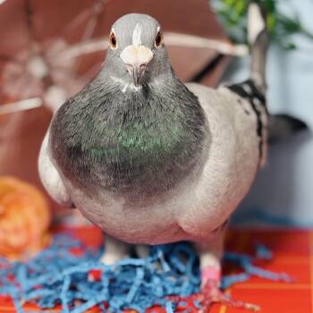 Guava Mint -  Pigeon Bird for Adoption in Chicago, Illinois - Guava Mint | PetCurious