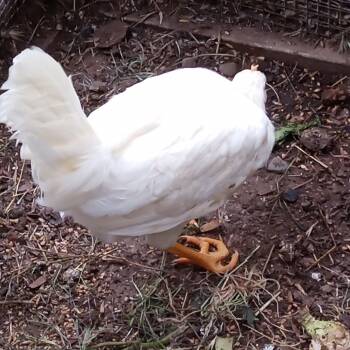 Chicken Birds Available for Adoption in Modesto, California - Ducky | PetCurious