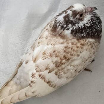 Prudence -  Pigeon Bird for Adoption in Chicago, Illinois - Prudence | PetCurious