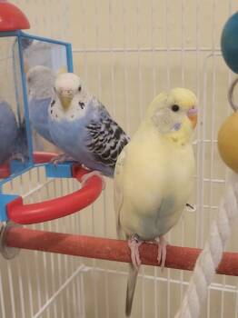 Jack and Diane -  Parakeet Bird for Adoption in West Newton, Pennsylvania - Jack And Diane | PetCurious