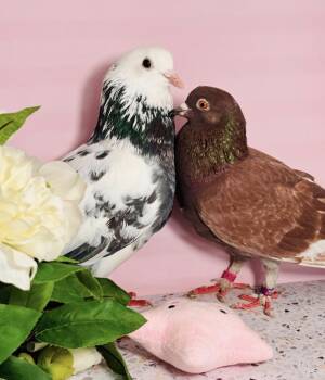 Pigeon Birds Available for Adoption in Chicago, Illinois - Scotcharoos & Savignin (married Couple) | PetCurious