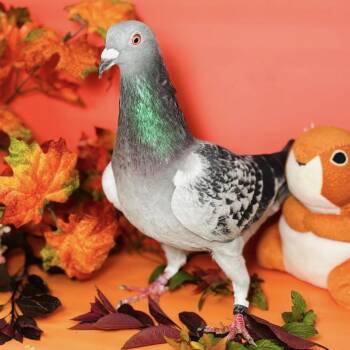 Pudgey -  Pigeon Bird for Adoption in Chicago, Illinois - Pudgey | PetCurious