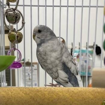 Tweetie Bird -  Parakeet Bird for Adoption in Prince Frederick, Maryland - Tweetie Bird | PetCurious