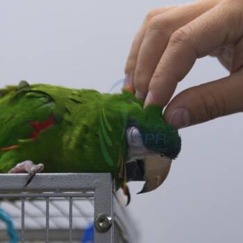 RJ -  Macaw Bird for Adoption in West Warwick, Rhode Island - RJ | PetCurious