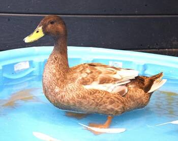 ATLAS -  Duck Bird for Adoption in Loveland, Colorado - ATLAS | PetCurious