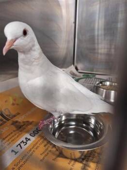 Cocotte -  Dove Bird for Adoption in Montreal, Quebec - Cocotte | PetCurious
