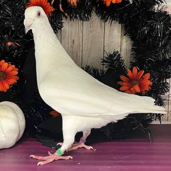 Angel -  Pigeon Bird for Adoption in Chicago, Illinois - Angel | PetCurious
