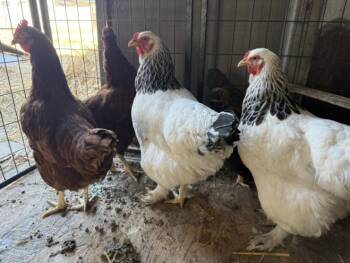 SNOWY -  Chicken Bird for Adoption in Santa Cruz, California - SNOWY | PetCurious