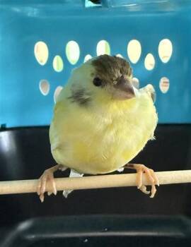 Little Einstein -  Canary Bird for Adoption in Largo, Florida - Little Einstein | PetCurious