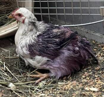 Chicken Birds Available for Adoption - Panchito | PetCurious