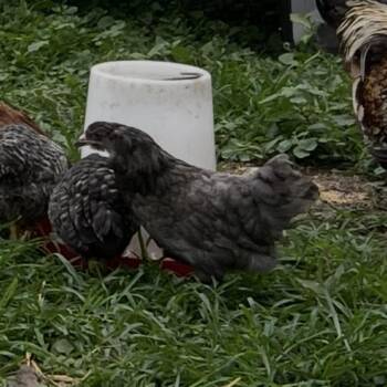 Charlotte -  Chicken Bird for Adoption in Quakertown, Pennsylvania - Charlotte | PetCurious