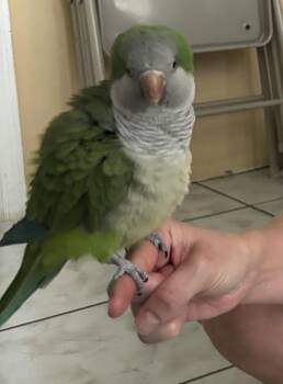 Kiwi -  Quaker Parakeet Bird for Adoption in St. Cloud, Florida - Kiwi | PetCurious