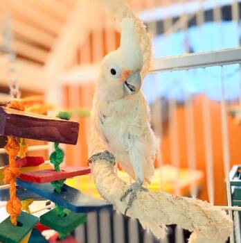 Cockatoo Birds Available for Adoption - Scoops | PetCurious