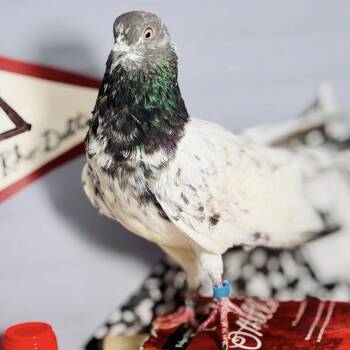Waldorf -  Pigeon Bird for Adoption in Chicago, Illinois - Waldorf | PetCurious