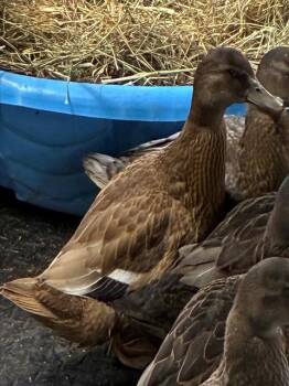 Duck Birds Available for Adoption in Union, Missouri - FUNYON | PetCurious