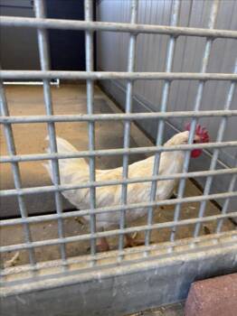 SQUIRT -  Chicken Bird for Adoption in Loveland, Colorado - SQUIRT | PetCurious