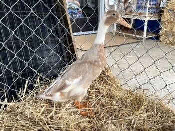 DAISY -  Duck Bird Available for Adoption in Mckinleyville, California - DAISY | PetCurious