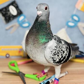 Coo-bec -  Pigeon Bird for Adoption in Chicago, Illinois - Coo-bec | PetCurious