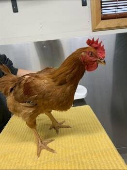 RED -  Chicken Bird for Adoption in Fairbanks, Alaska - RED | PetCurious