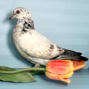 Stormy -  Pigeon Bird for Adoption in Chicago, Illinois - Stormy | PetCurious