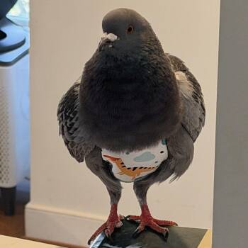 Blueberry -  Pigeon Bird for Adoption in Chicago, Illinois - Blueberry | PetCurious