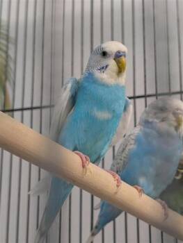 Fève -  Parakeet Bird for Adoption in Montreal, Quebec - Fève | PetCurious