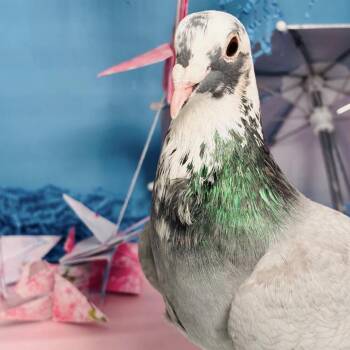 Chequer -  Pigeon Bird for Adoption in Chicago, Illinois - Chequer | PetCurious