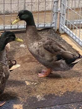 Duck Birds Available for Adoption in Union, Missouri - KENNETH | PetCurious