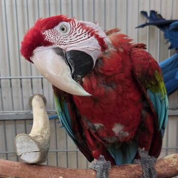 Macaw Birds Available for Adoption in Kanab, Utah - Ruby | PetCurious