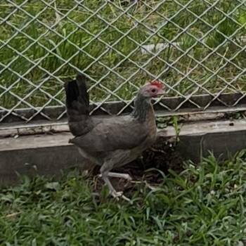 Barbara -  Chicken Bird for Adoption in Quakertown, Pennsylvania - Barbara | PetCurious
