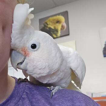 Cockatoo Birds Available for Adoption in Waukesha, Wisconsin - JJ | PetCurious