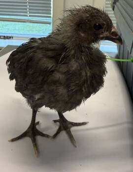 Scramble -  Chicken Bird for Adoption in Lafayette, Indiana - Scramble | PetCurious