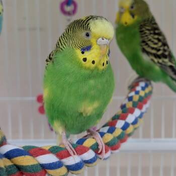 Daisy -  Parakeet Bird for Adoption in Kanab, Utah - Daisy | PetCurious