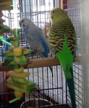 Parakeet Birds Available for Adoption in Pittsburgh, Pennsylvania - Jaws (Blue) | PetCurious