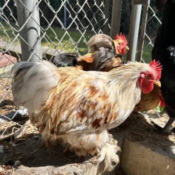 Ethel -  Chicken Bird for Adoption in Newport, North Carolina - Ethel | PetCurious