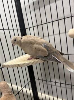 Dove Birds Available for Adoption in Stratham, New Hampshire - Oboe | PetCurious