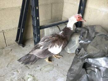 Duck Birds Available for Adoption in Riverside, California - DUCK NORRIS | PetCurious