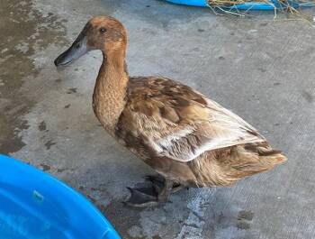 CARMELA -  Duck Bird for Adoption in Union, Missouri - CARMELA | PetCurious