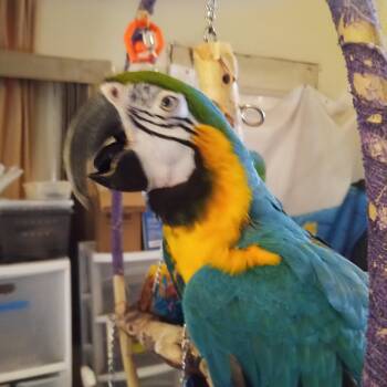 Max -  Macaw Bird for Adoption in Modesto, California - Max | PetCurious
