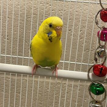 Angela -  Parakeet Bird for Adoption in Burlington, Ontario - Angela | PetCurious