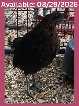 Sweetie Hen -  Chicken Bird for Adoption in Greenville, Texas - Sweetie Hen | PetCurious