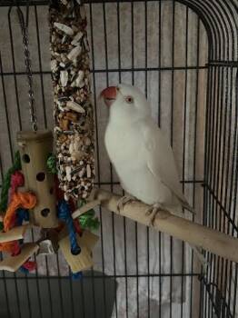Siren -  Ringneck Psittacula Bird for Adoption in Marblehead, Massachusetts - Siren | PetCurious