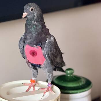 Pigeon Birds Available for Adoption in Chicago, Illinois - Saadiya | PetCurious