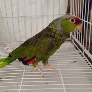 Abbey -  Amazon Bird for Adoption in Modesto, California - Abbey | PetCurious