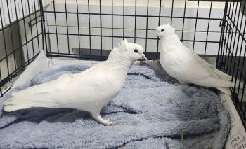 Marshmallow / Sugar -  Pigeon Bird for Adoption in Eagle Mountain, Utah - Marshmallow / Sugar | PetCurious