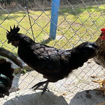 Bobby -  Chicken Bird for Adoption in Newport, North Carolina - Bobby | PetCurious