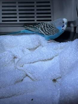 MASON -  Parakeet Bird for Adoption in Derwood, Maryland - MASON | PetCurious